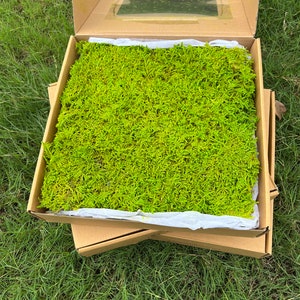Preserved Sheet Moss: Natural Green Decoration for Fairy Gardens