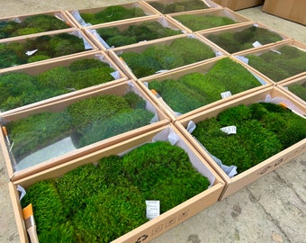 Preserved Fleece Pillow Moss: Natural Green Terrarium Centerpiece