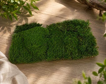 Musgo de almohada Feleece Premium de 3 colores / Musgo natural fresco para terrarios, jardines de hadas, bonsáis, vivarios, arte con musgo y decoración del hogar.