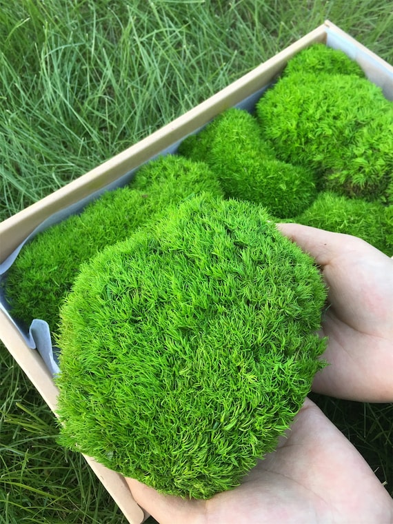 Bulk Wholesale Moss, Preserved Pole Moss,different Shapes of Pillow  Moss,cushion Moss, Green Decor Moss,wall Decor Moss,high Quality Moss 