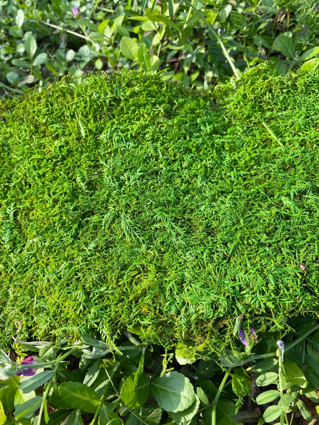 Bulk Preserved Stabilized Sheet Moss Green Moss for Fairy Tale Etsy