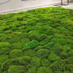 I made a $500 moss carpet out of materials from my home #mosscarpet #d