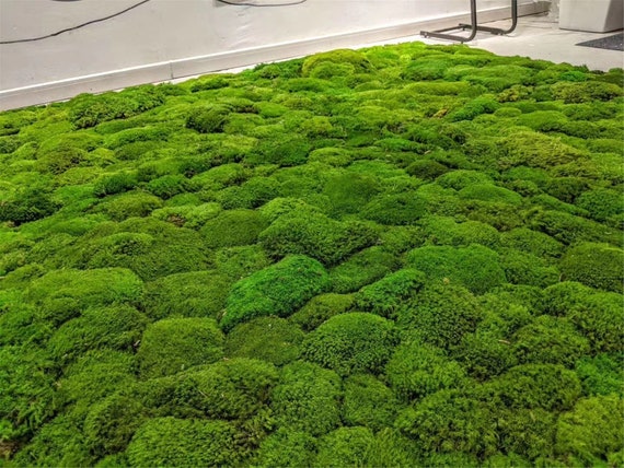 Bulk Wholesale Preserved Moss, Natural Green Moss, Dyed Moss, Moss for  Decorating, Pillow Moss, Cushion Moss, Bun Moss 