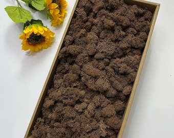 5oz Preserved Reindeer Moss: Dyed Bulk Moss for Art & Decor