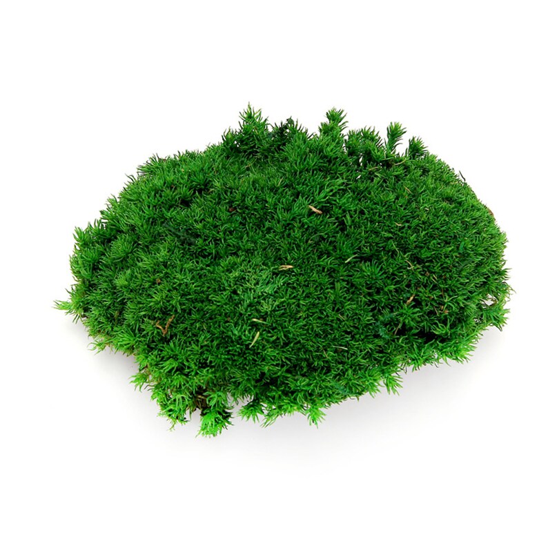 Preserve Moss Pillow DIY Decoration Fresh Moss Pillow Green Etsy