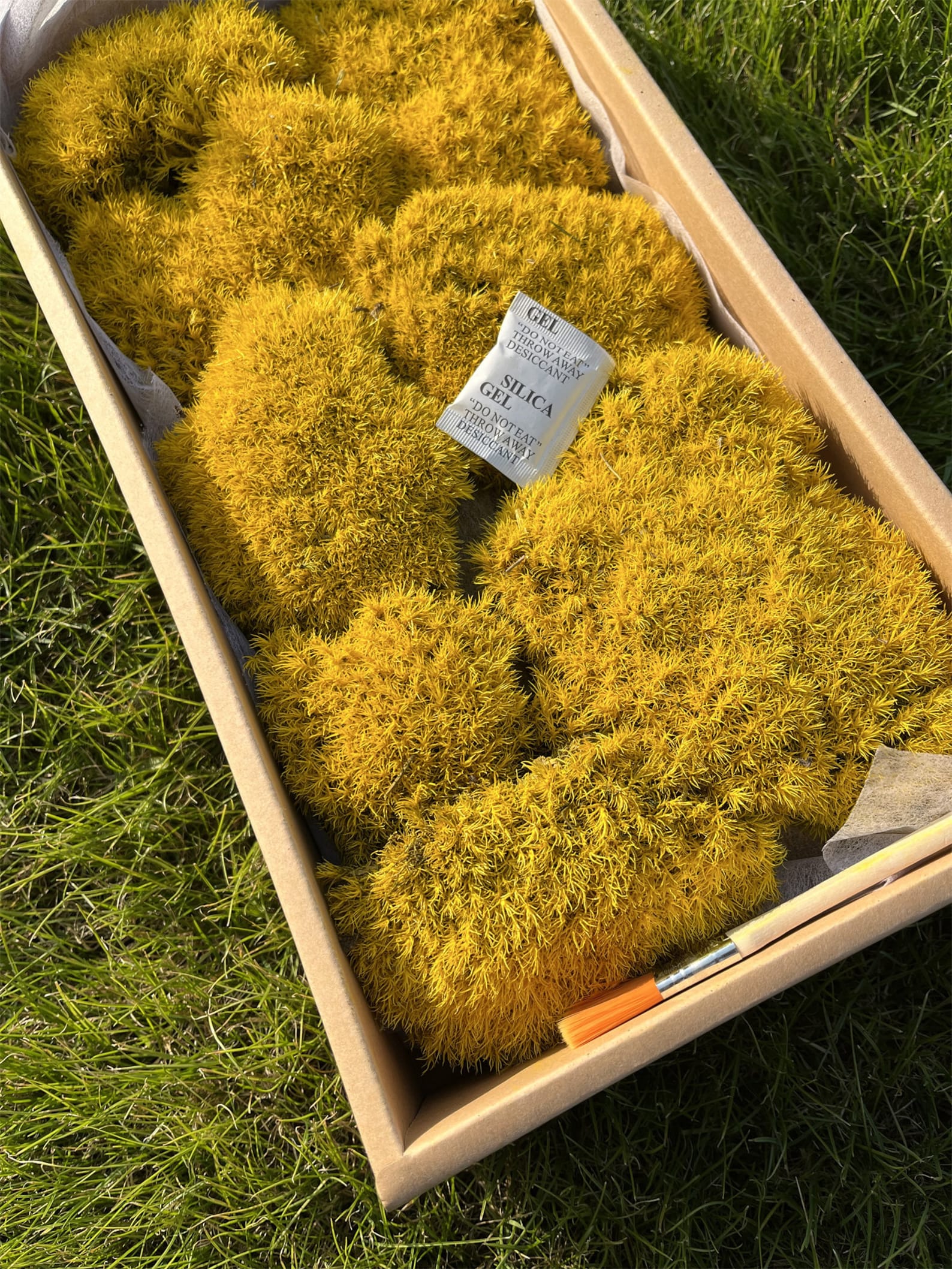 High Quality Bulk Moss Pillow Preserved Pillow Moss Green Etsy