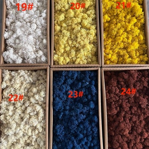 May include: Six boxes of preserved moss in different colors, labeled with numbers 19 through 24. The moss is arranged in a grid pattern, with three boxes in each row.