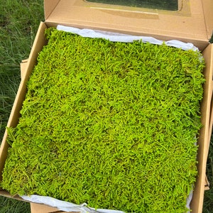 Preserved Sheet Moss: Green Bulk Moss for Fairy Gardens
