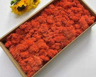 5oz Preserved Reindeer Moss: Stabilized Lichen for Crafts & Decor