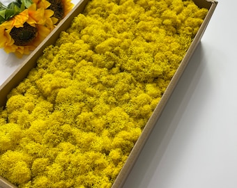 5oz Stabilized Reindeer Moss: Dried Moss for Crafts & Decor