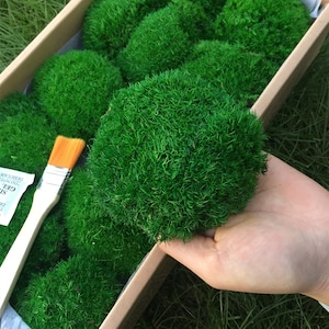 May include: A box filled with preserved green moss balls. The moss balls are arranged in a circular pattern and are a popular decorative element for terrariums and other home decor projects.