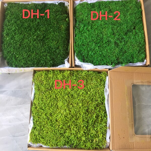 3 Colors Bulk Wholesale Preserved Stabilized Sheet Moss Green Moss for Fairy Tale Garden Moss Vegetable Garden/Natural Green Decoration