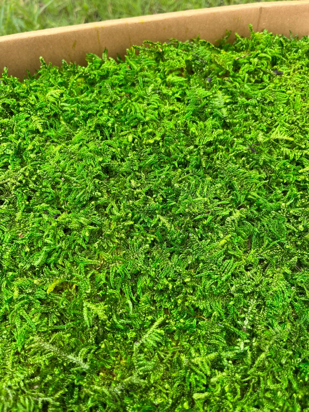 Extra Large Sheet Moss Natural Green Preserved Sheet Moss for