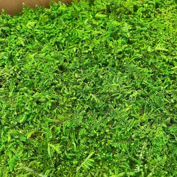 Extra Large Sheet Moss Natural Green Preserved Sheet moss for Terrariums, Wall Decoration. Sheet Fern Preserved moss