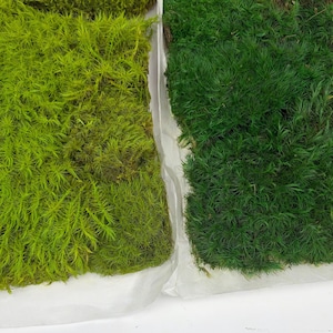 May include: Two rectangular patches of preserved moss placed side by side. The left patch is a vibrant, bright lime green, while the right patch is a deep, dark forest green. Both sections feature dense, fine, needle-like textures.
