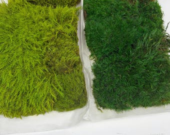 Musgo de almohada de vellón preservado: musgo de bollo verde para decoración de pared