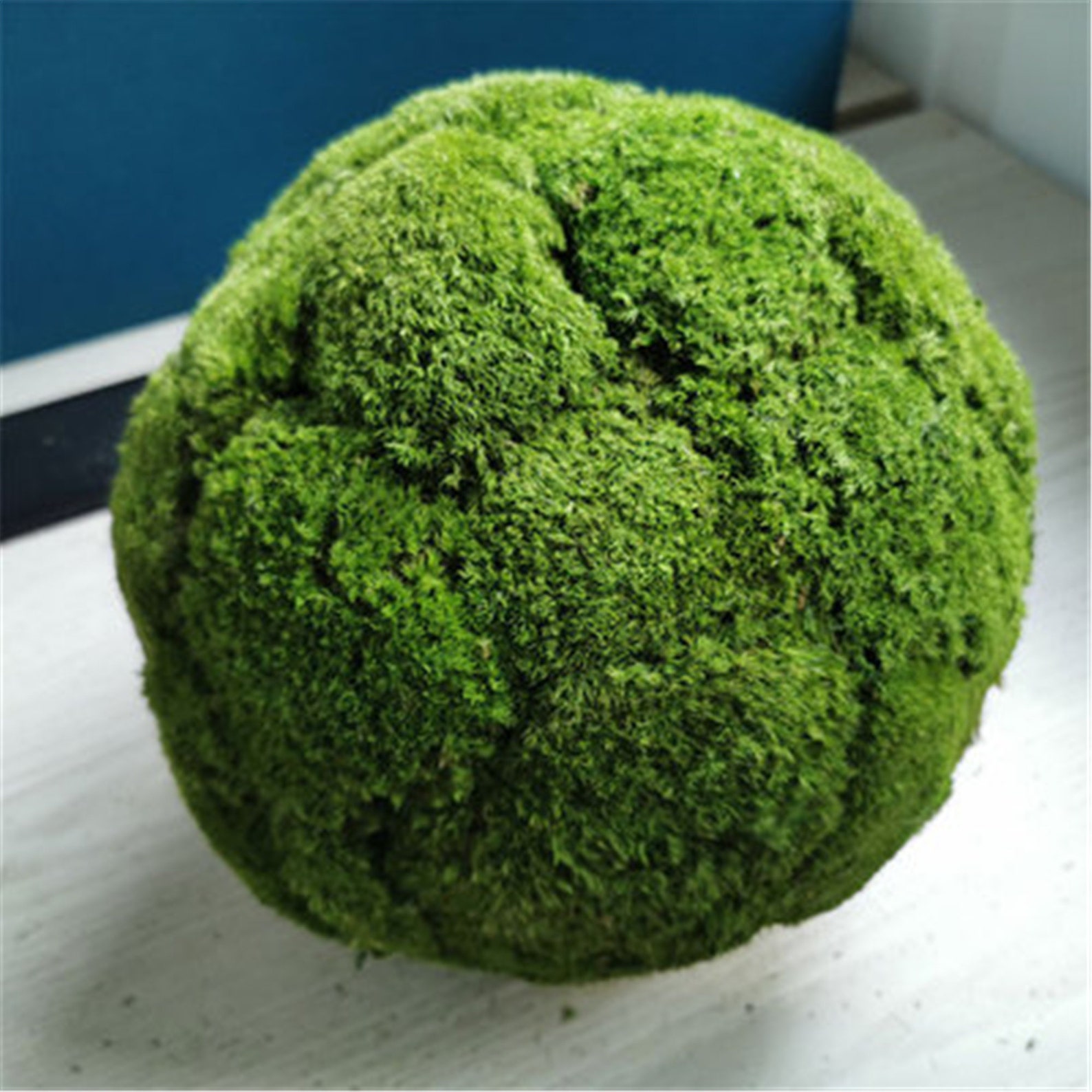 High Quality Preserve Moss Ball Fresh Moss for Terrariums | Etsy