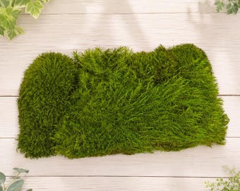Musgo de almohada Feleece Premium de 3 colores, musgo natural para terrario, jardín de hadas, bonsái, vivario, arte con musgo y decoración del hogar, pared de musgo
