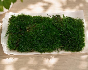 Muschio a cuscino conservato di alta qualità, muschio naturale per terrari, giardini delle fate, bonsai, vivari, arte del muschio e decorazioni per la casa.