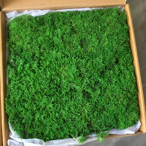 Preserved Sheet Moss: Natural Green Decoration for Fairy Gardens
