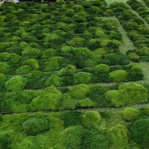 May include: A green moss wall with a variety of moss textures and shapes. The moss is arranged in a grid pattern and is a natural, organic material.