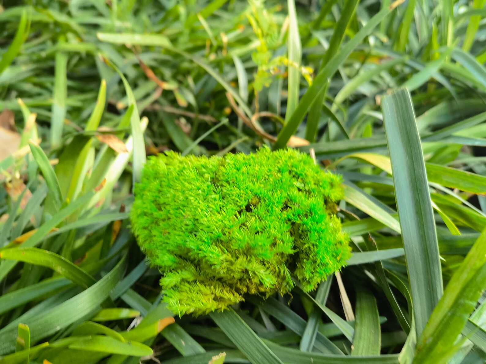 High Quality Fresh Moss Preserve Moss for Terrariums Etsy