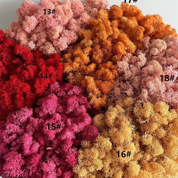 Preserved Natural Reindeer Moss, Plant Glass Container DIY Accessories, Colored Moss for Flower Arrangement, Vase Filler