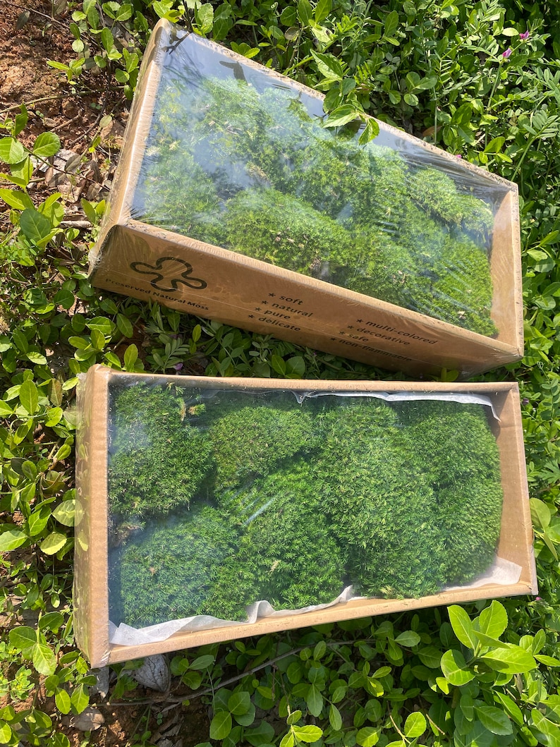 Bulk Moss Pillow Wholesale Preserved Moss Natural Green Etsy