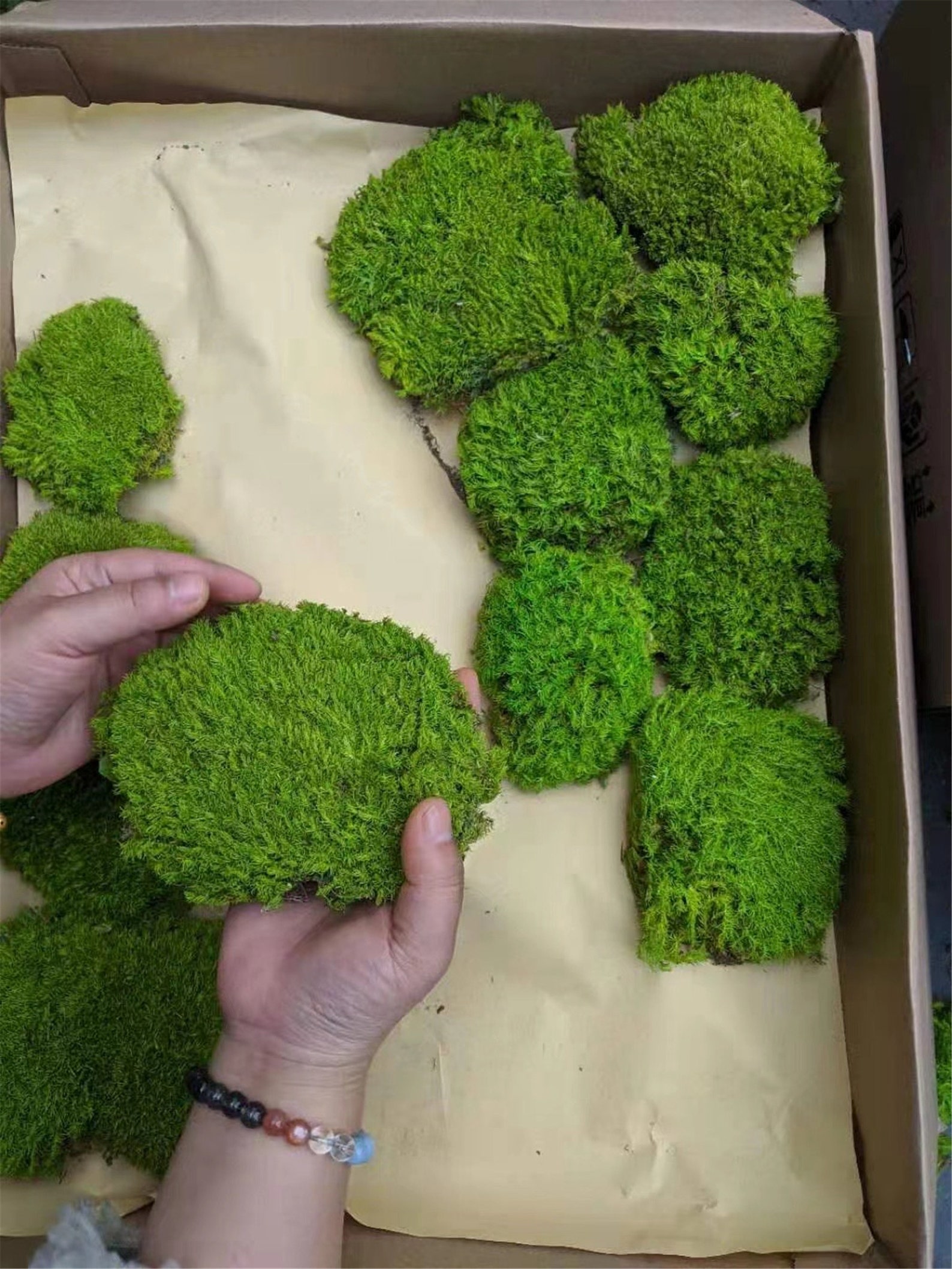 Bulk Moss Pillow Wholesale Preserved Moss Natural Green Etsy