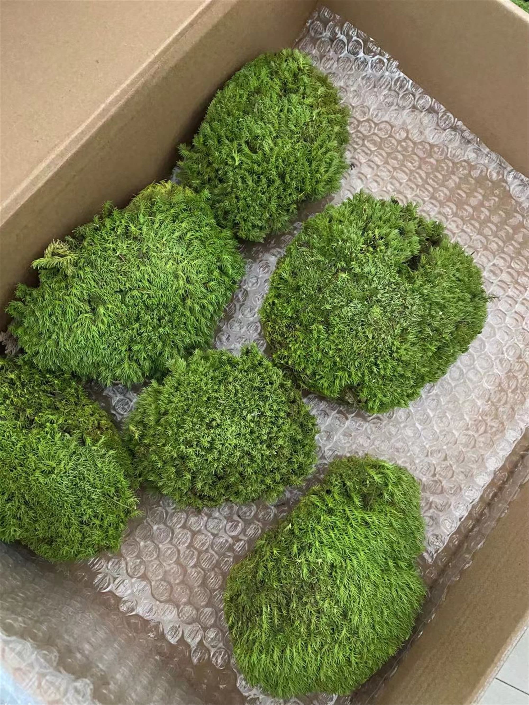 Bulk Wholesale Preserved Pole Moss Pillow Moss Bun Moss Etsy