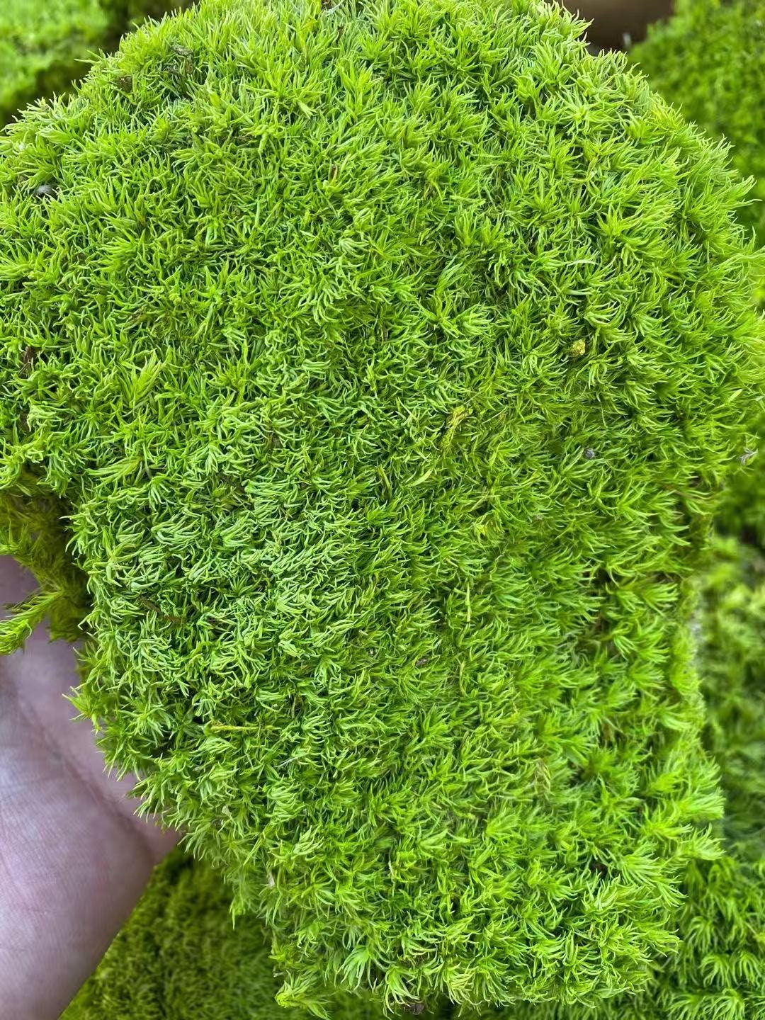 Preserved Moss Pillow Green Decorative Moss Real Moss Bun Etsy