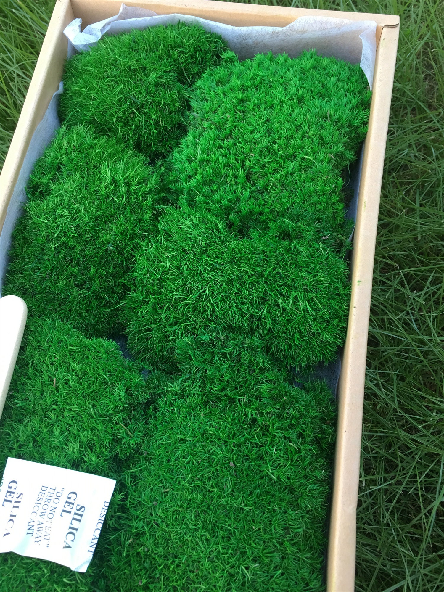 Prefleur Geconserveerde planten stang moskussen knot kussen natuur groen decoratief echt natuur groen DIY kit terraria tuinieren kunst wanddecoratie bloemist decor (Groen-b, 1,5 m²