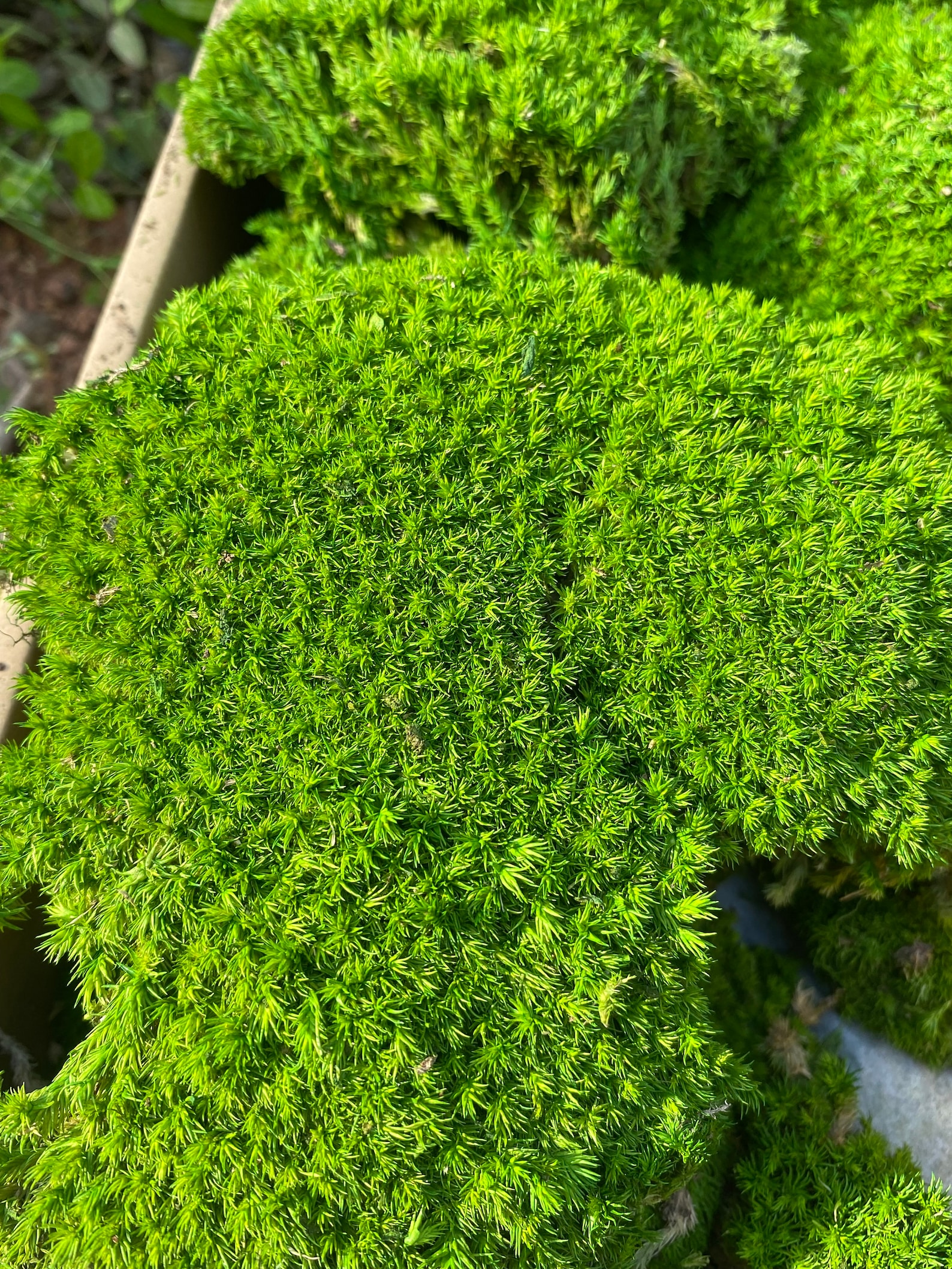 Bulk Moss Pillow Wholesale Preserved Moss Natural Green Etsy