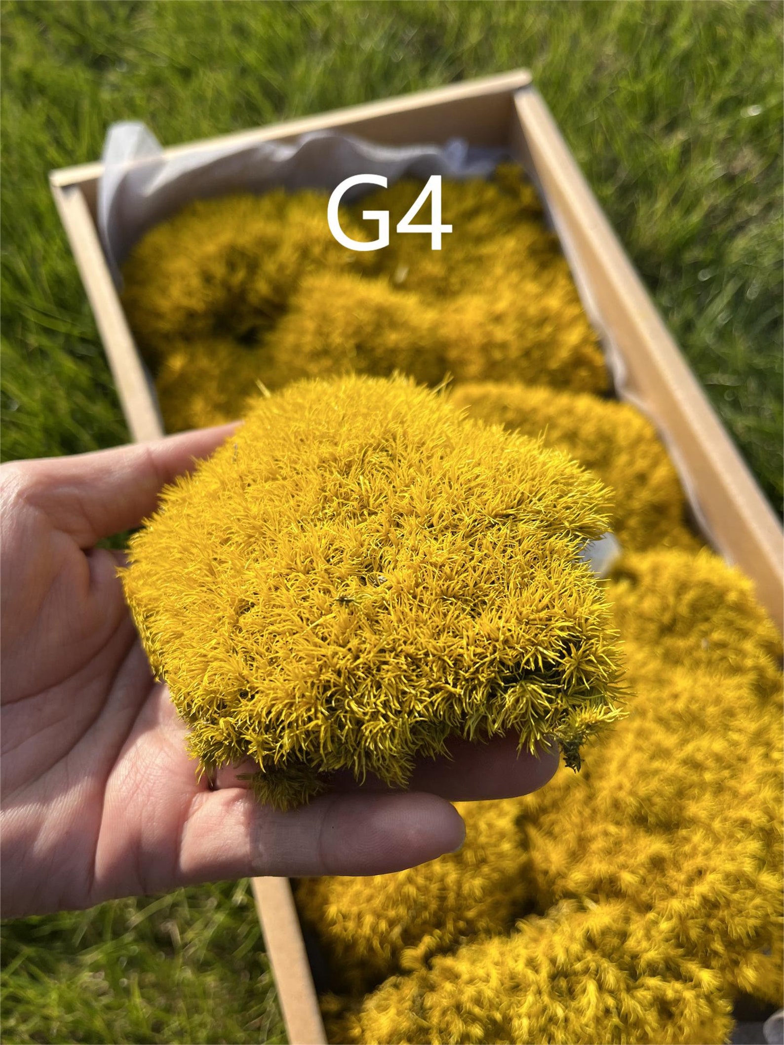 High Quality Bulk Moss Pillow Preserved Pillow Moss Green Etsy