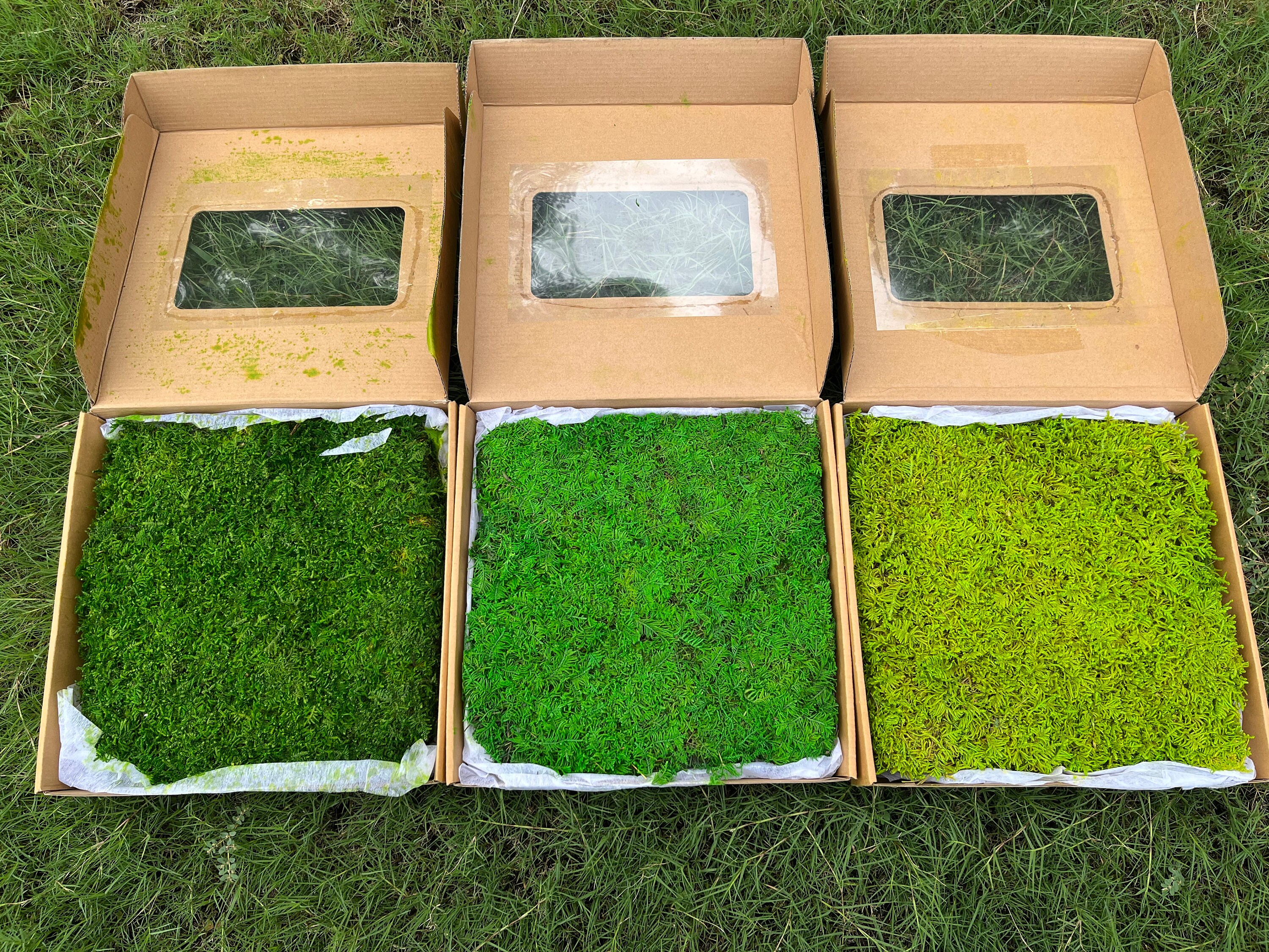 Muschio in fogli conservato: decorazione verde per giardini fatati e decorazioni murali