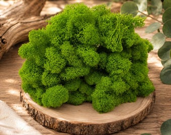 Preserved Reindeer Moss, Dark Green Moss for Moss Wall Art, Fairy Garden Moss, Terrarium Supplies, DIY Craft Moss, Wedding Decor