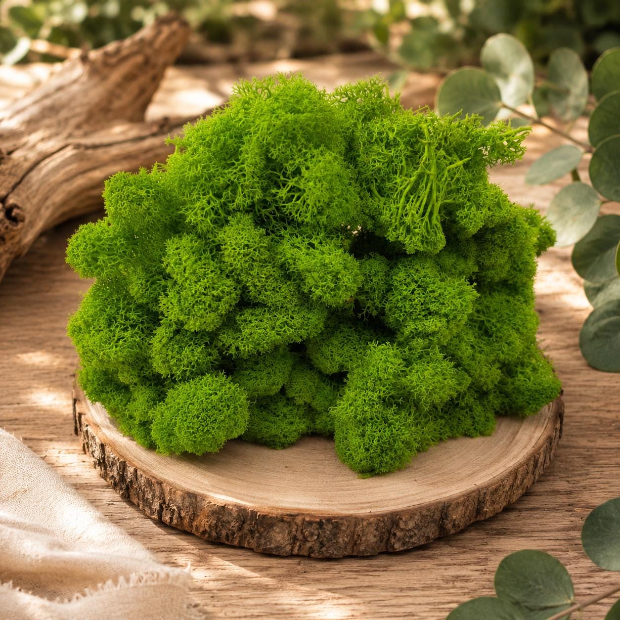 Preserved Reindeer Moss, Dark Green Craft Moss for Wall Art