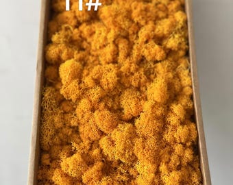 May include: A box filled with preserved yellow moss, labeled "11#"