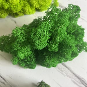 Preserved Reindeer Moss: Natural Colored Moss for Crafts & Decoration