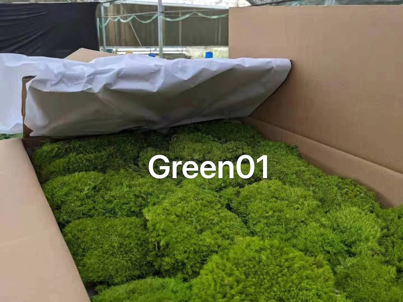 High Quality Bulk Moss Pillow Preserved Pillow Moss Green Etsy