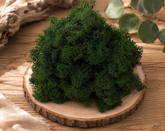 Preserved Reindeer Moss, Natural Moss for Crafts, Decorative Moss, Moss Wall Art Supplies, Terrarium Moss, DIY Moss Decor, Scandinavian Moss