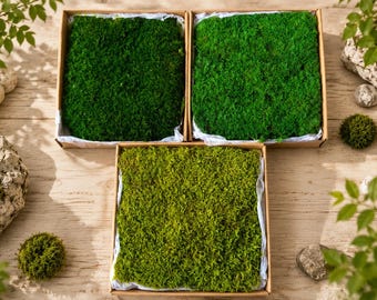 Musgo en láminas preservado, musgo verde natural para manualidades, materiales para arte mural con musgo, musgo para terrarios, musgo para jardines de hadas, decoración del hogar DIY, musgo a granel