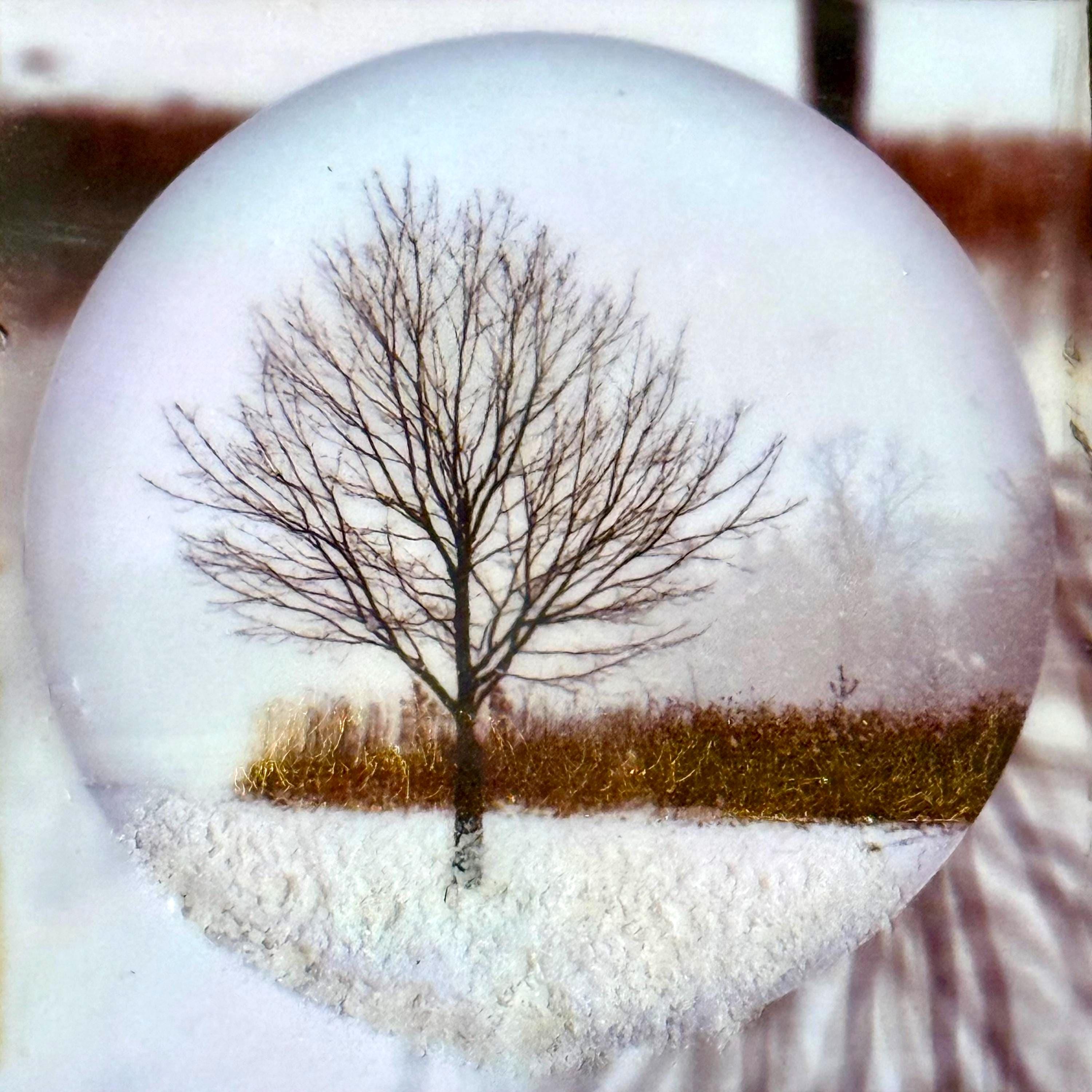 Encaustic Mixed Media Photograph, Single Tree in Circle