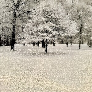 Snowbound Serenity