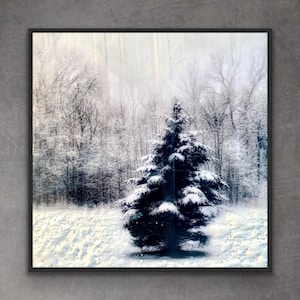 Winters Embrace: Lone Evergreen In Snow