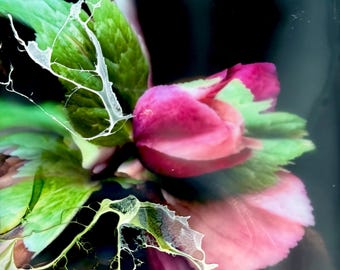Encaustic Pink With Ink #2