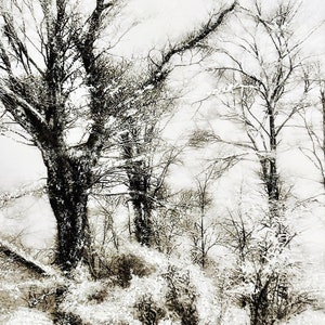 Homecoming In Winter