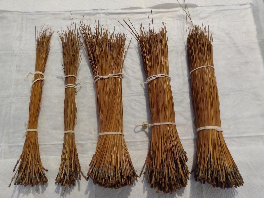 Long Leaf Pine Needles 10.5 to 19 Inches Long. 1.5 Pounds Plus 2 Oz