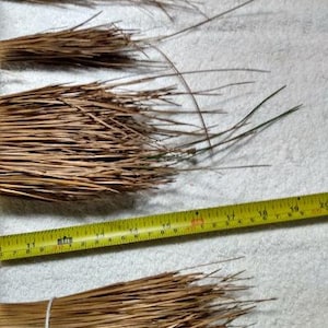 Op de afbeelding: Bundels gedroogde, bruine dennennaalden, mogelijk voor knutselen of decoratie. Een gele rolmaat, gemarkeerd in inches, ligt naast de naalden. De naalden zijn samengebonden met wit touw.
