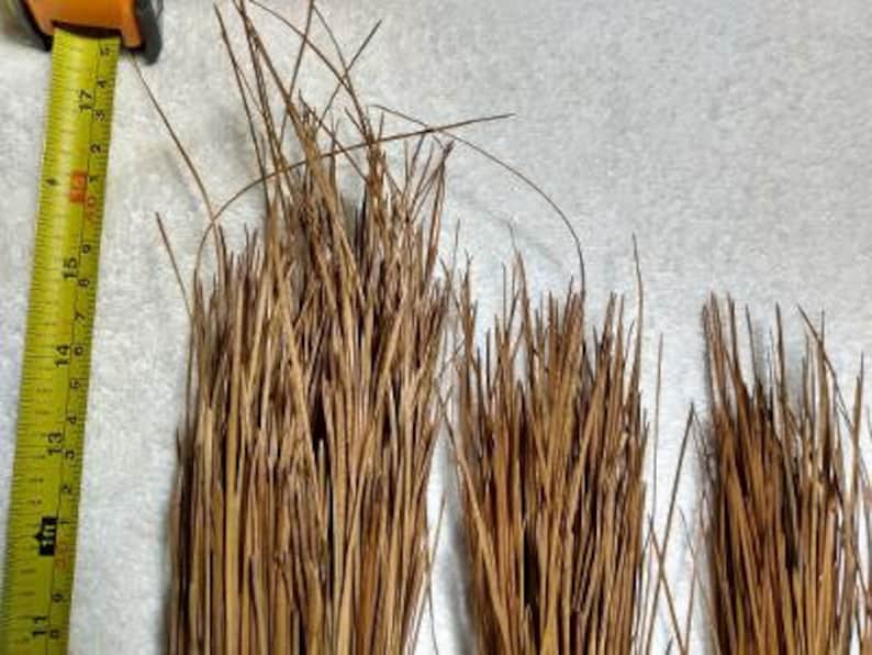 Longleaf Pine Needles 10.5 to 17 Inches Long. 11 Ounces for Etsy